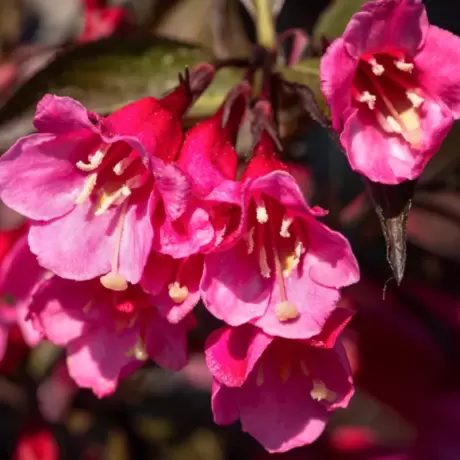 Weigela Red Prince - La Ghiveci - Înălțime 50 - 60 cm