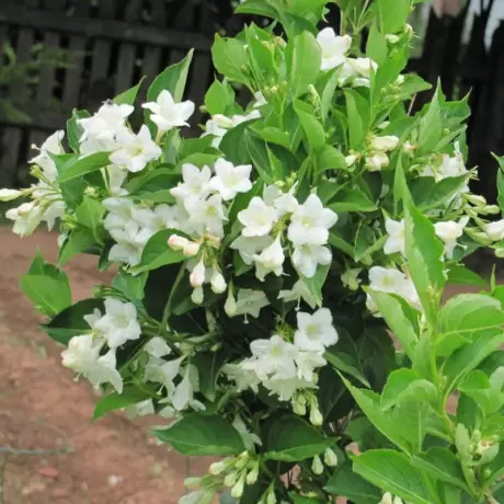 Weigela Snowflake - La Ghiveci - Înălțime 50 - 60 cm