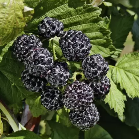 Arbusti Fructiferi - Zmeur Negru Tufa - Cu Radacina Nuda